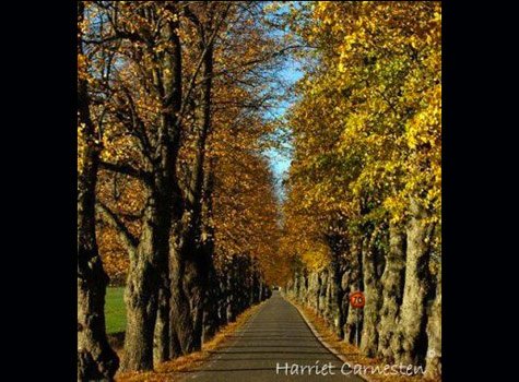 Vad många vackra, roliga och stämningsfulla foton som har kommit in till vår pågående fototävling Min bästa bild! Här är läsarnas och Vi i Villas redaktionens favoriter!