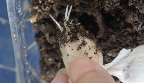 7 steg till egen vitlök - Vi i Villa