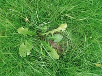 5  steg till snyggt gräs i vår - Vi i Villa