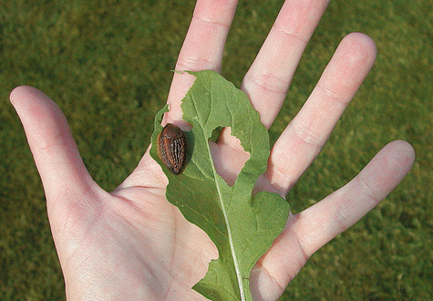 Vill du slippa skövlad trädgård i sommar? Gå på äggjakt nu!