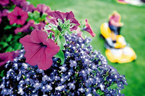 Nu drar gräsklipparna igång på allvar – och sveper in våra trädgårdar i ett moln av kväveoxider, kolväten och koldioxid. Vi listar de miljövänligaste alternativen.