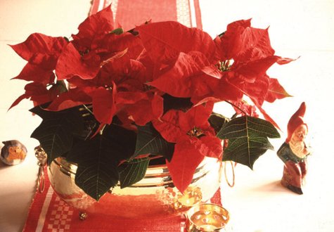 Vissa växter är känsliga för granen. Lisa Winnerlid berättar vilka.