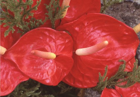 Ta fram mormorskålen, Höganäskrukan och de ärvda kastrullerna och använd dem som ytterkrukor för stämningens skull.