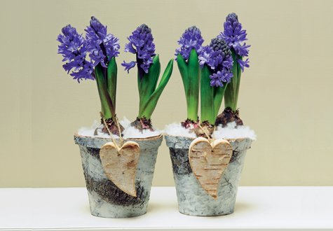 Det är viktigt att vattna julblommorna rätt. Olika blommor har olika behov. Här får du tips och råd.