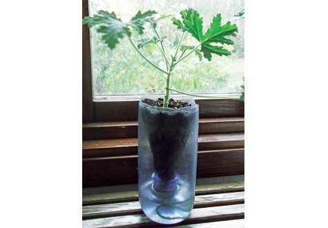 Gör en vattenreservoar till dina krukväxter med en petflaska.