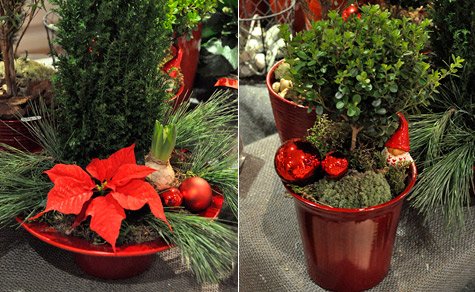 Nu när julen är nära passar det bra att göra fina blomarrangemang och förstärka julkänslan ytterligare. Det går att göra många fina och enkla arrangemang av julblommor och andra växtligheter, här får du råd, tips och inspiration.