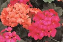 Ingen trädgård utan penséer och pelargoner - Vi i Villa