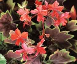 Ingen trädgård utan penséer och pelargoner - Vi i Villa