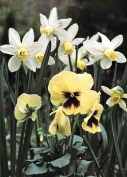 Ingen trädgård utan penséer och pelargoner - Vi i Villa