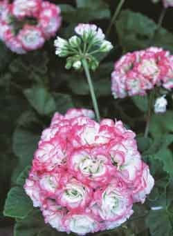 Ingen trädgård utan penséer och pelargoner - Vi i Villa