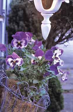 Ingen trädgård utan penséer och pelargoner - Vi i Villa