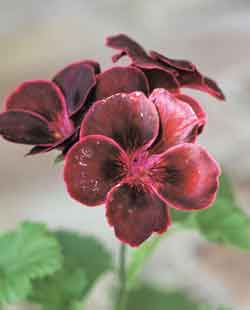 Ingen trädgård utan penséer och pelargoner - Vi i Villa