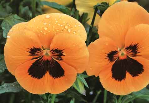 Penséer står för vårglädje. Pelargoner för sommarromantik. Inget trädgårdsliv utan dem! Tycker jag varje år när det härliga utelivet sätter igång igen.