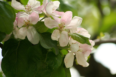 Rosor och äppelträd – villaägarnas favoriter - Vi i Villa