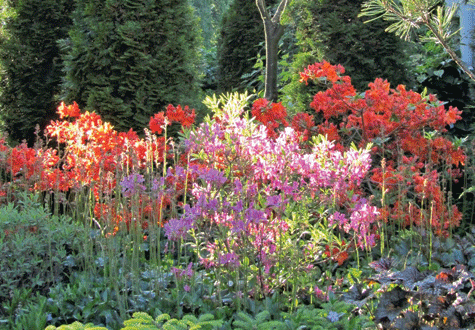 Finske Marko Pilve har under årens lopp skapat en färggrann trädgård med rhododendron och barrväxter. Här berättar han själv hur det gick till.