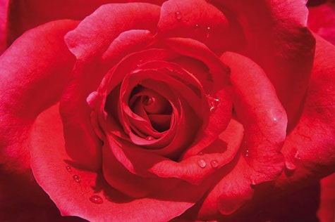 Rosor och äppelträd – villaägarnas favoriter - Vi i Villa