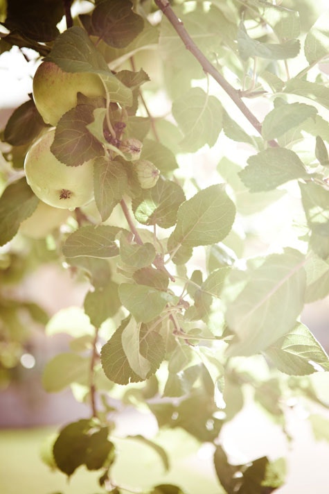 Rosor och äppelträd – villaägarnas favoriter - Vi i Villa