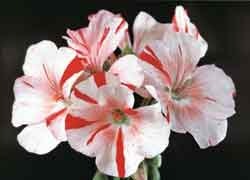 Ingen trädgård utan penséer och pelargoner - Vi i Villa