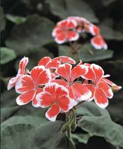 Ingen trädgård utan penséer och pelargoner - Vi i Villa