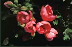 Ingen trädgård utan penséer och pelargoner - Vi i Villa