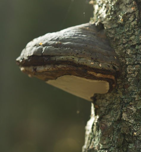 En del svampar kan man äta och andra kan vara riktigt farliga  – vad kan du om svampar?