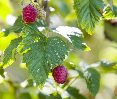 Tillåt dig att drömma om varmare tider och gör ett somrigt trädgårdsquiz.