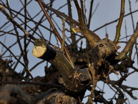 Våga ympa - Vi i Villa