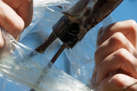 Våga ympa - Vi i Villa