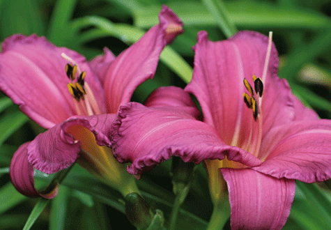 Dagliljor är lättodlade och vackra. Blommorna är till och med ätliga. Dagens sorter blommar länge, under jul och augusti. I år finns det extra många nyheter eftersom dagliljan är utsedd till ”Årets perenn”. Här är tre favoriter bland årets alla nyheter: