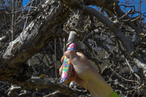 Våga ympa - Vi i Villa