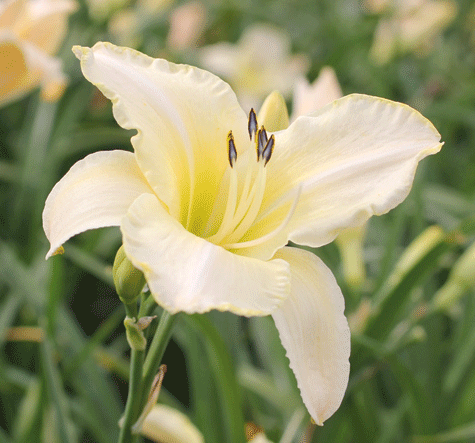 3 dagliljor - Vi i Villa