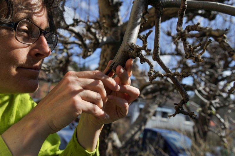 Våga ympa - Vi i Villa