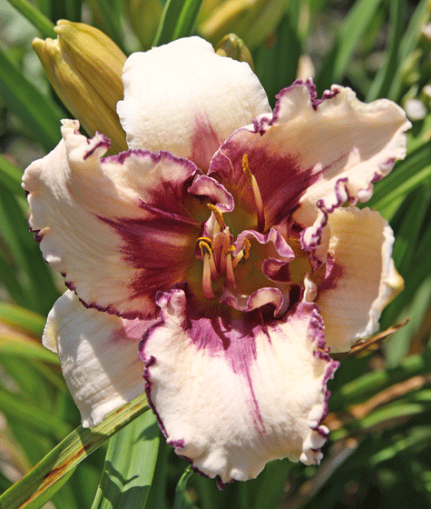 3 dagliljor - Vi i Villa