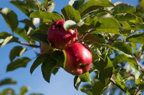 Att ympa sina fruktträd kan kanske verka som överkurs och många kommer nog inte ens på tanken. Men det är inte så svårt  – däremot väldigt kul!