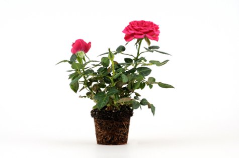 Butikerna är fullmatade med färgsprakande vackra sommarblommor att förgylla trädgårdar och uteplatser med. Med rätt skötsel överlever blommorna sommaren och håller ända in på höstkanten  – så här gör du för att lyckas.