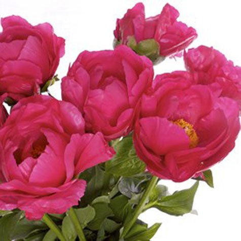 Tre smarta tips som gör det lättare att lyckas med snittblommorna och få dem att hålla länge.