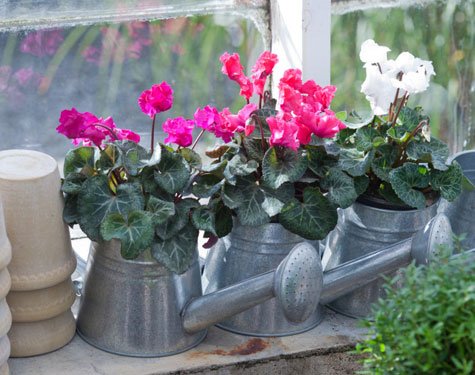 En söt blomsterväxt som lika gärna lever inomhus i kruka som utomhus i höstluften.