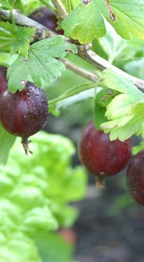 Skördetid: Under augusti mognar trädgården - Vi i Villa