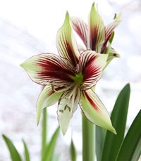 3 vinterfavoriter - Vi i Villa