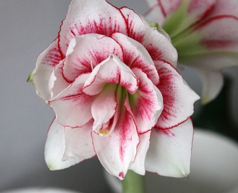 Om man vill ha sina favoritsorter i blom till jul är det hög tid att driva nu. Det brukar ta 6-8 veckor. De här tre ska få pryda mitt fönster i vinter.