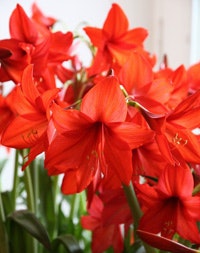 3 vinterfavoriter - Vi i Villa