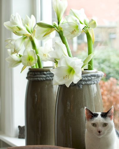 Så lyckas du med amaryllis - Vi i Villa