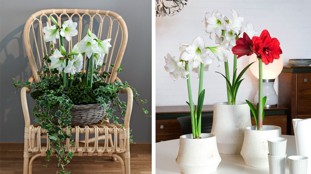 Få blommor är så starkt förknippade med julen som amaryllis. Den är lika vacker och stämningsskapande som enkel.