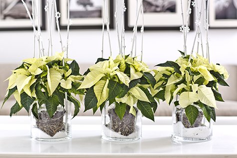 Julstjärnor är robusta och relativt lätta att sköta. Men det finns en del grundregler som är bra att känna till om stjärnan ska stråla länge.