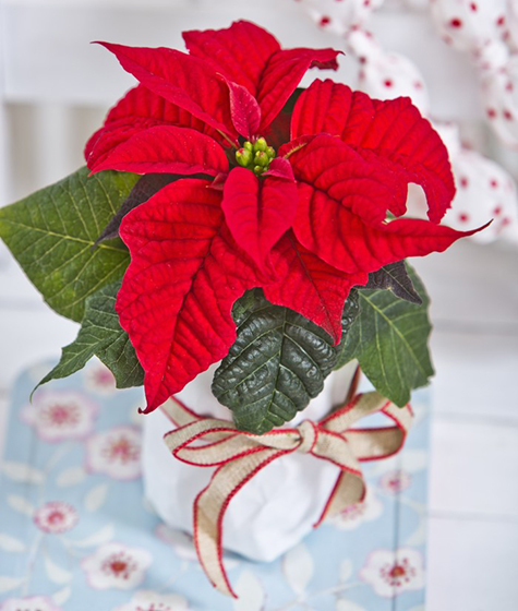 Lyckas med julstjärnan - Vi i Villa