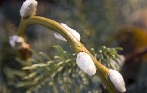 Finns det något finare än videns gråfjuniga vinterknoppar? Med en egen videbuske i trädgården kan du pynta dina julkransar, buketter och påskris hur mycket du vill!