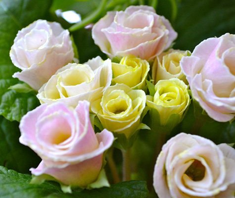 Primula är bland de första arterna som blommar på våren, men tack vare duktiga trädgårdsmästare kan vi njuta av dem redan nu.