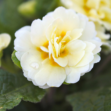 Tjuvstarta våren med primula - Vi i Villa