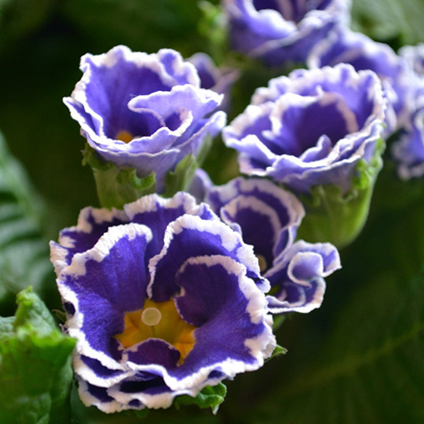 Tjuvstarta våren med primula - Vi i Villa