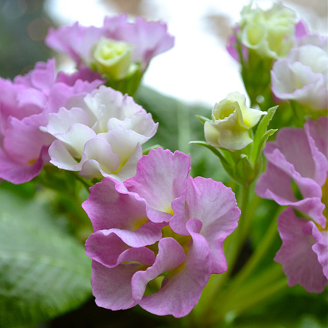 Tjuvstarta våren med primula - Vi i Villa